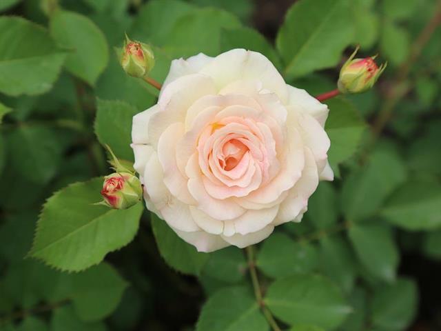 Foto per La rosa - la regina dei fiori